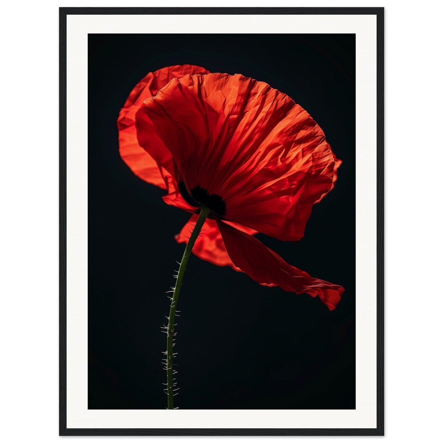 Poster Coquelicot Rouge ( 60x80-cm-Bois-noir)