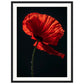 Poster Coquelicot Rouge ( 45x60-cm-Bois-noir)