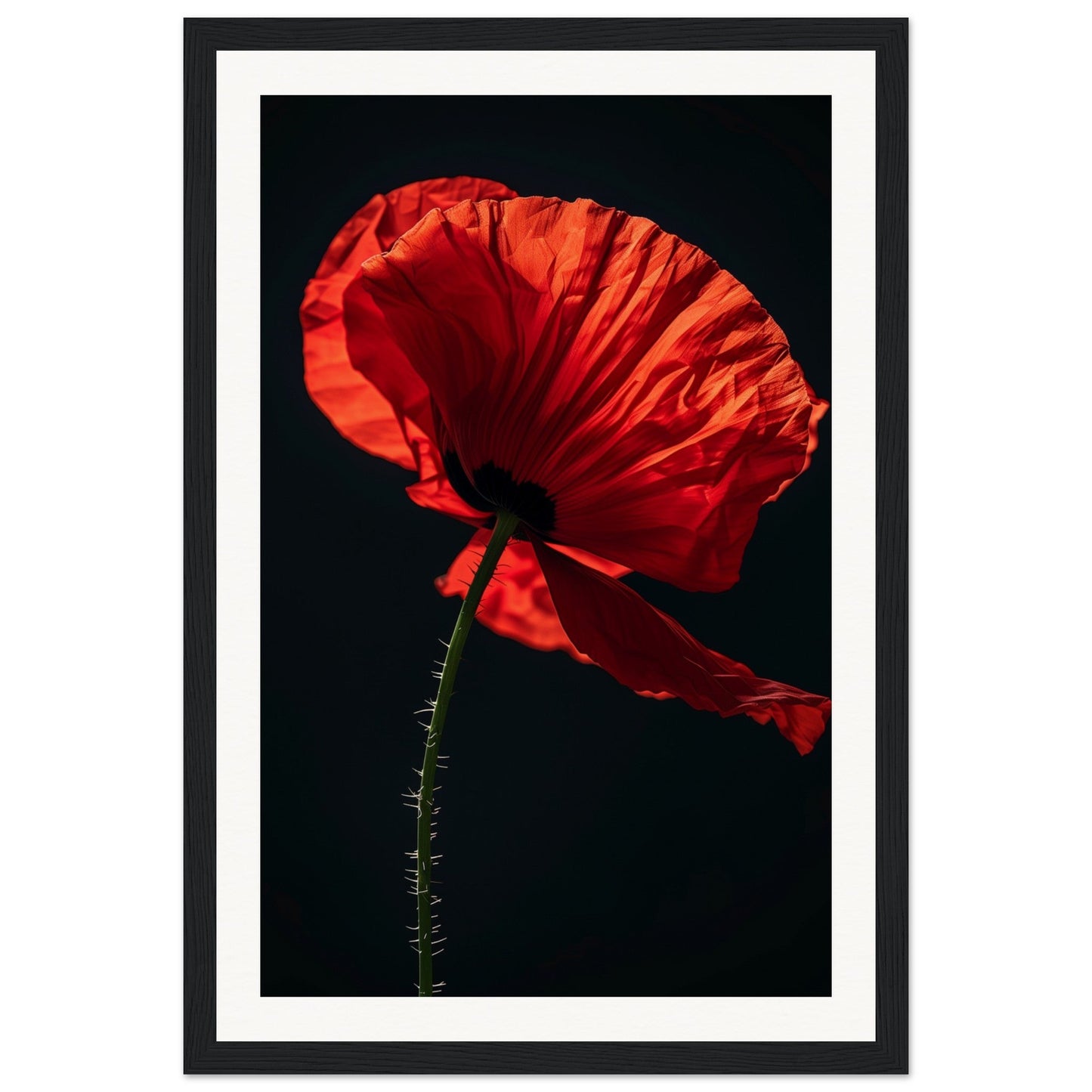 Poster Coquelicot Rouge ( 30x45-cm-Bois-noir)