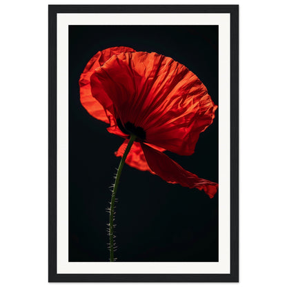 Poster Coquelicot Rouge ( 30x45-cm-Bois-noir)