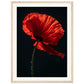 Poster Coquelicot Rouge ( 45x60-cm-Bois-clair)