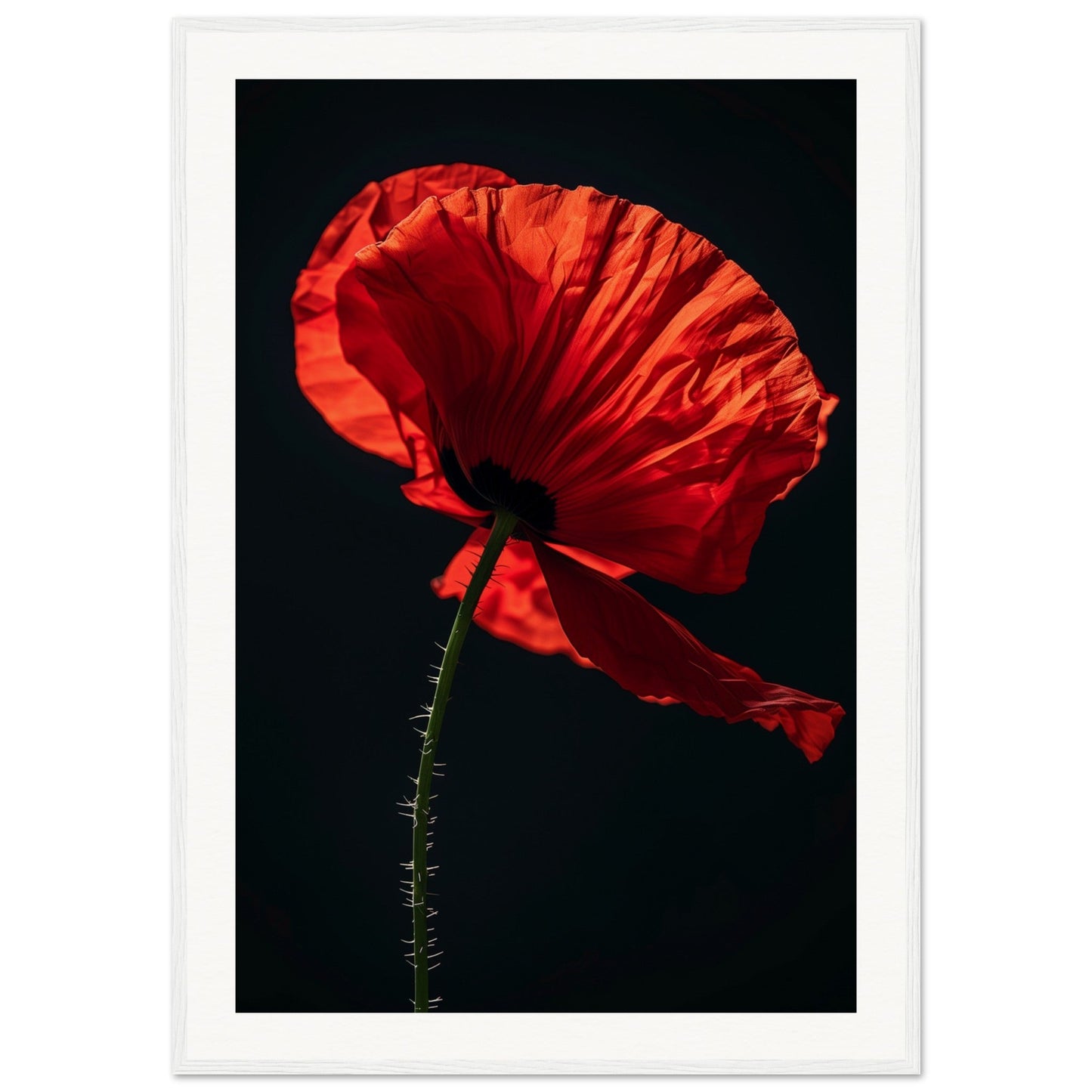 Poster Coquelicot Rouge ( 70x100-cm-Bois-blanc)