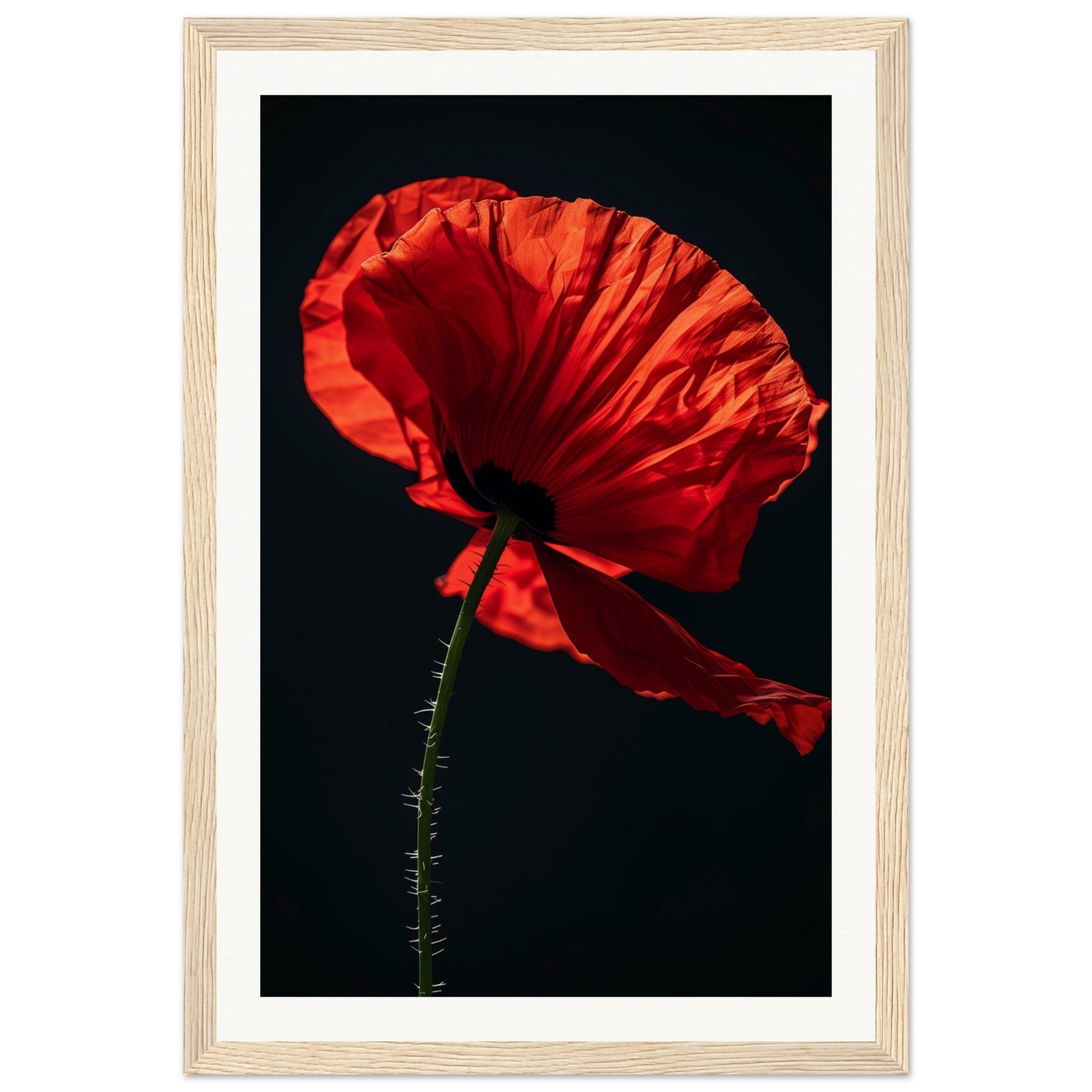 Poster Coquelicot Rouge ( 30x45-cm-Bois-clair)