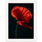 Poster Coquelicot Rouge ( 60x80-cm-Bois-blanc)