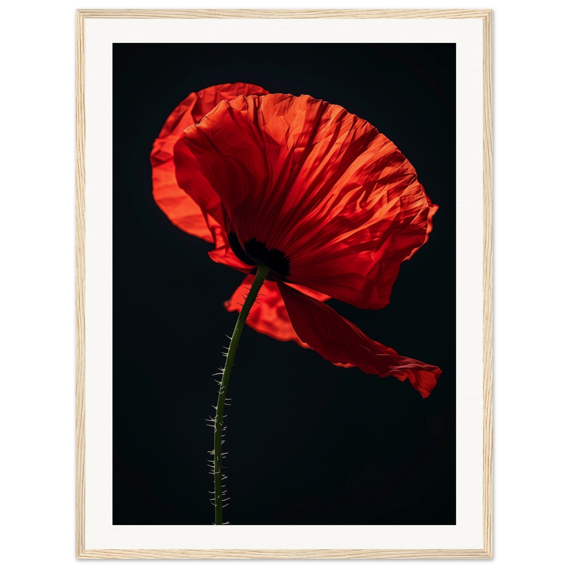 Poster Coquelicot Rouge ( 60x80-cm-Bois-clair)