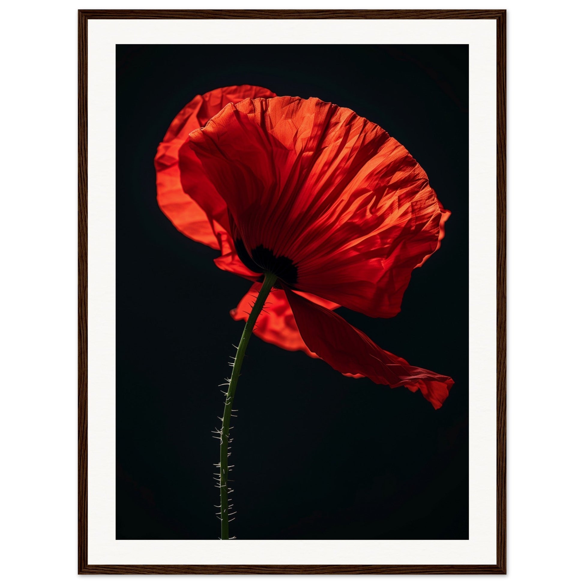 Poster Coquelicot Rouge ( 60x80-cm-Bois-foncé)