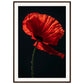 Poster Coquelicot Rouge ( 70x100-cm-Bois-foncé)