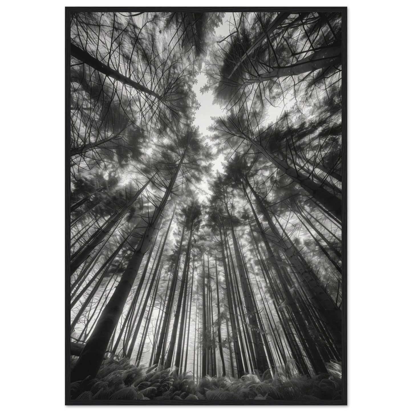 Poster Forêt Noir et Blanc ( 70x100-cm-Bois-noir)