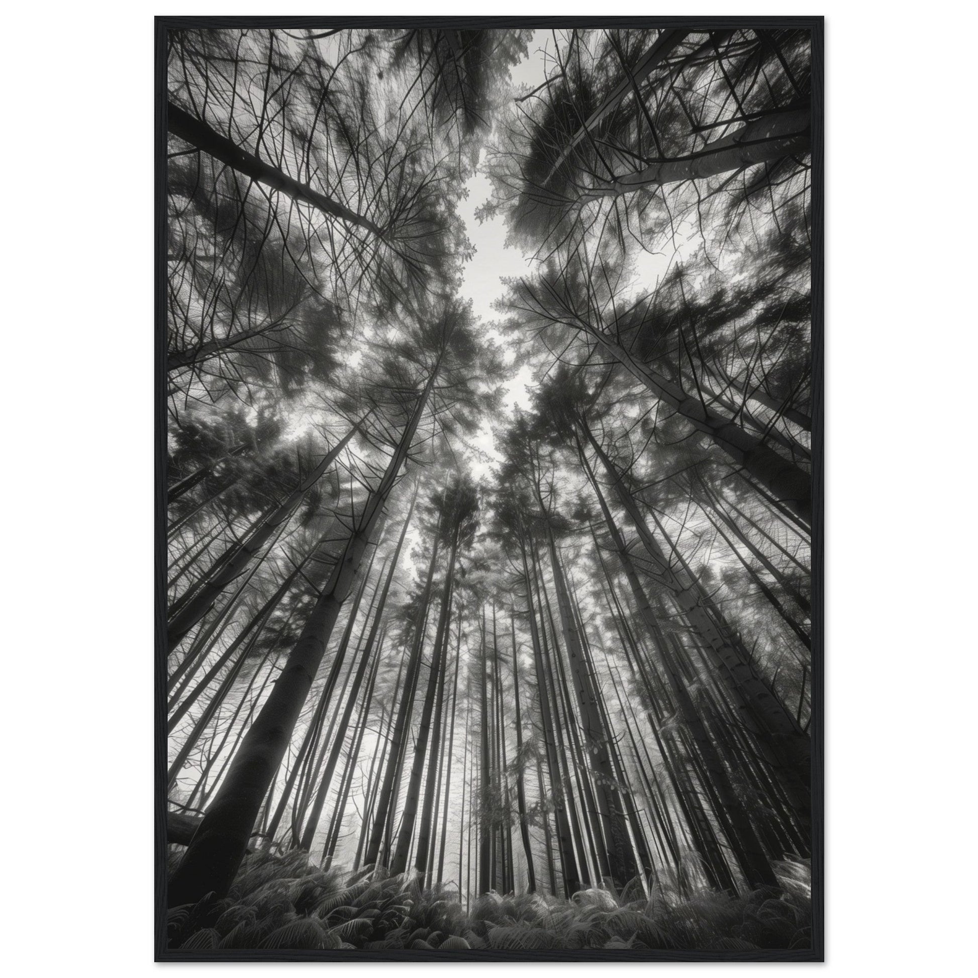 Poster Forêt Noir et Blanc ( 70x100-cm-Bois-noir)