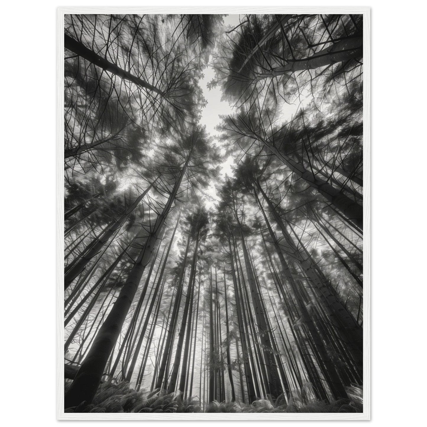 Poster Forêt Noir et Blanc ( 60x80-cm-Bois-blanc)