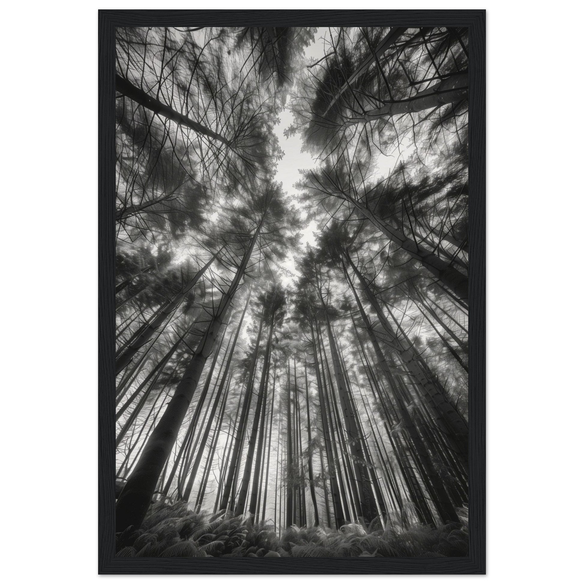 Poster Forêt Noir et Blanc ( 30x45-cm-Bois-noir)