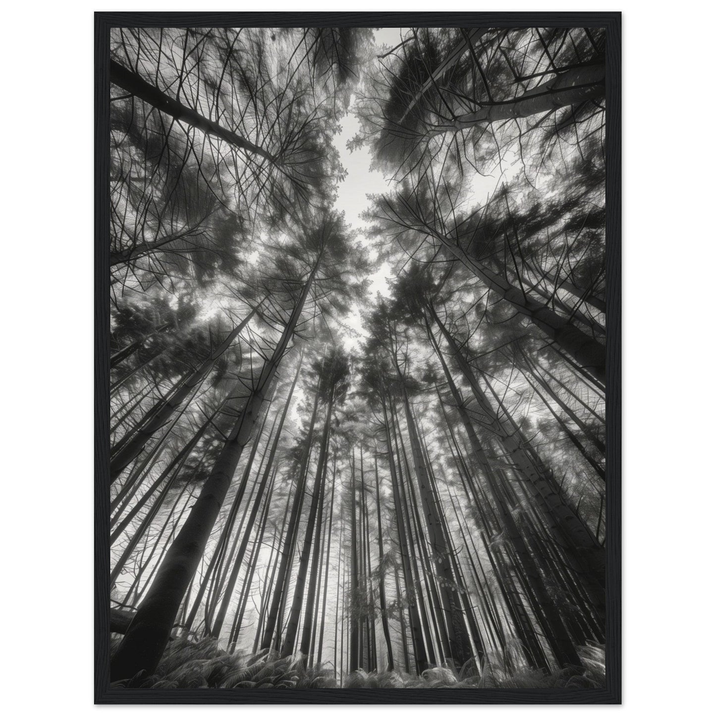 Poster Forêt Noir et Blanc ( 45x60-cm-Bois-noir)