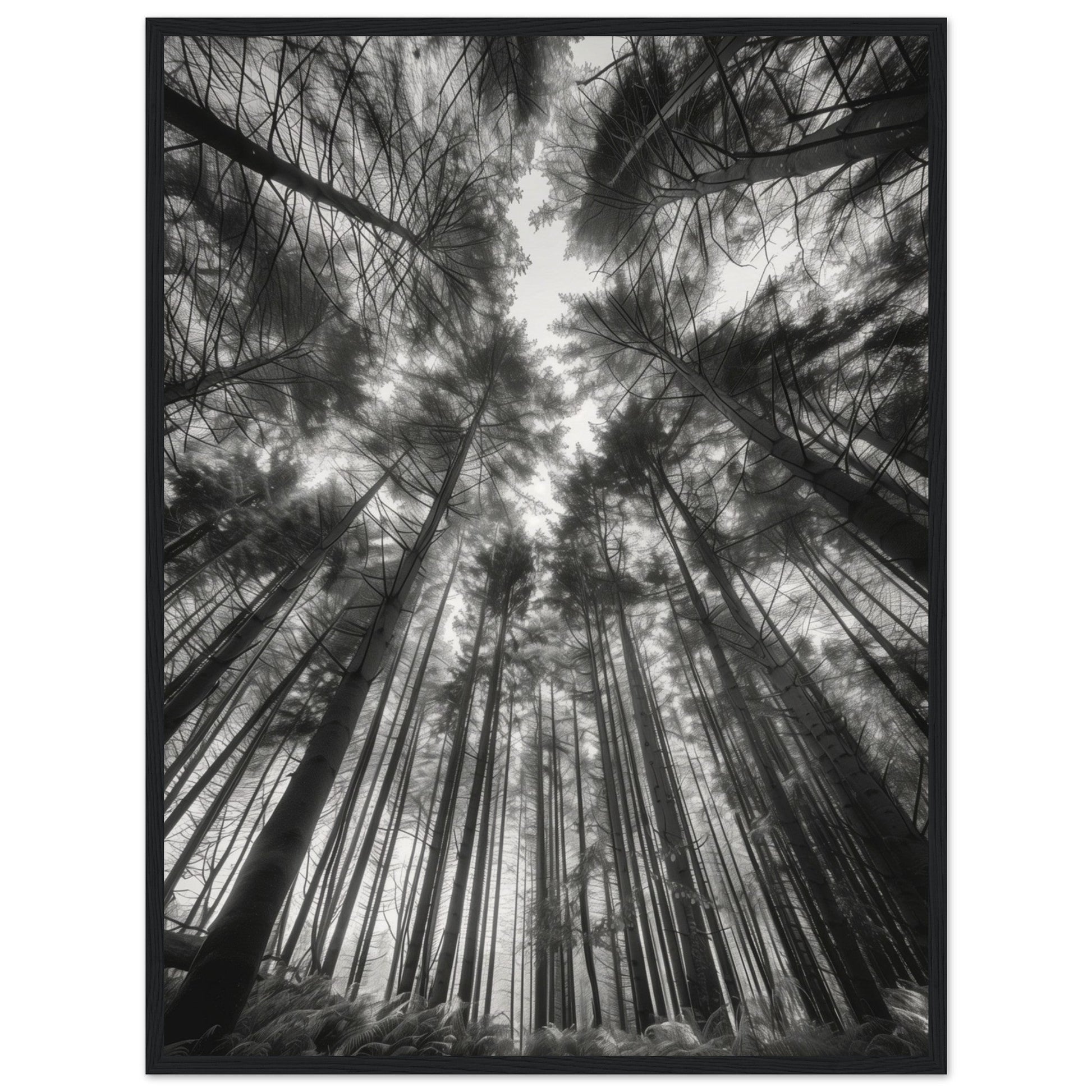 Poster Forêt Noir et Blanc ( 60x80-cm-Bois-noir)