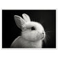 Poster Lapin Noir et Blanc ( 50x70-cm-Bois-blanc)