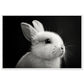 Poster Lapin Noir et Blanc ( 60x90-cm-Bois-blanc)