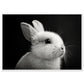 Poster Lapin Noir et Blanc ( 70x100-cm-Bois-blanc)