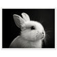 Poster Lapin Noir et Blanc ( 45x60-cm-Bois-blanc)