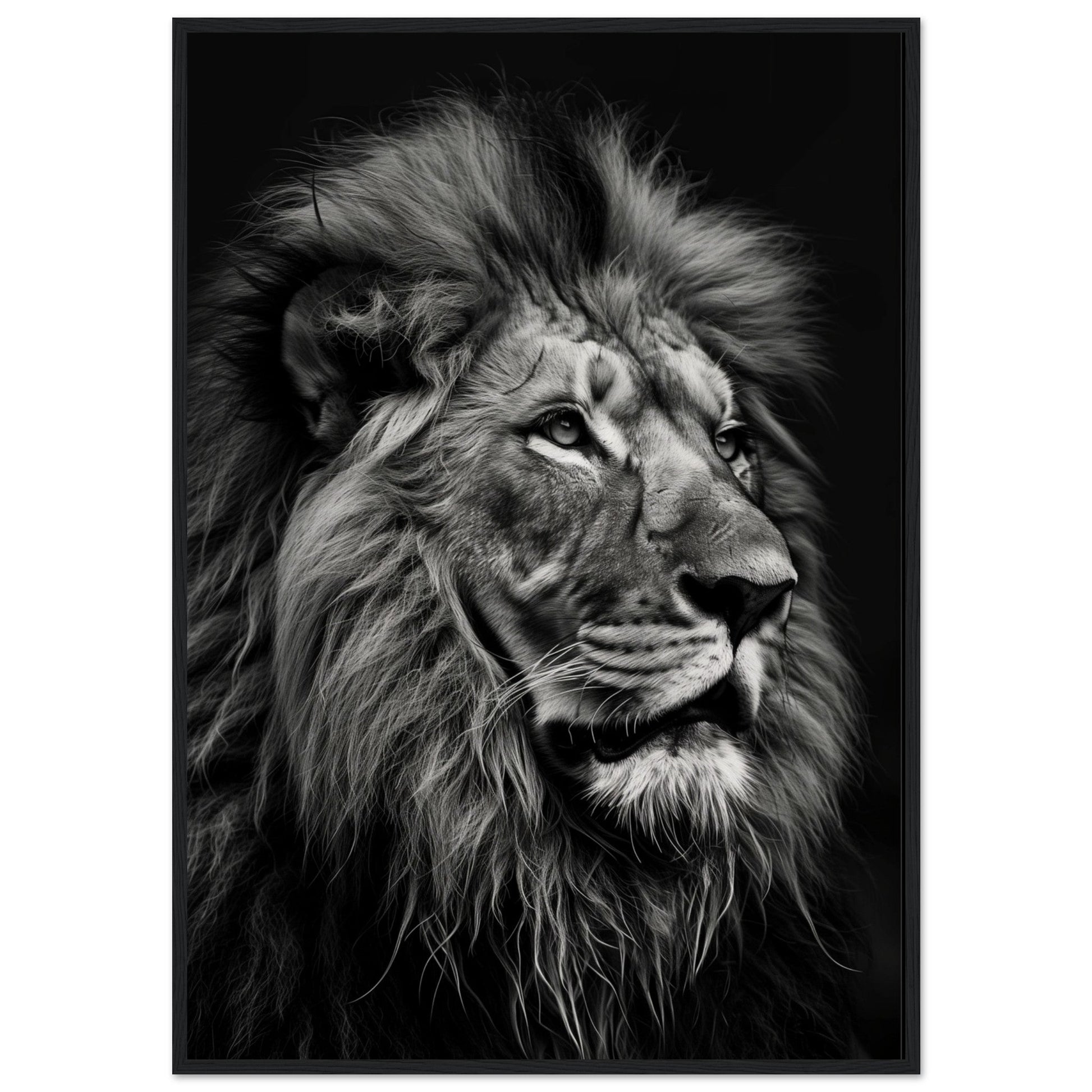 Poster Lion Noir et Blanc ( 70x100-cm-Bois-noir)