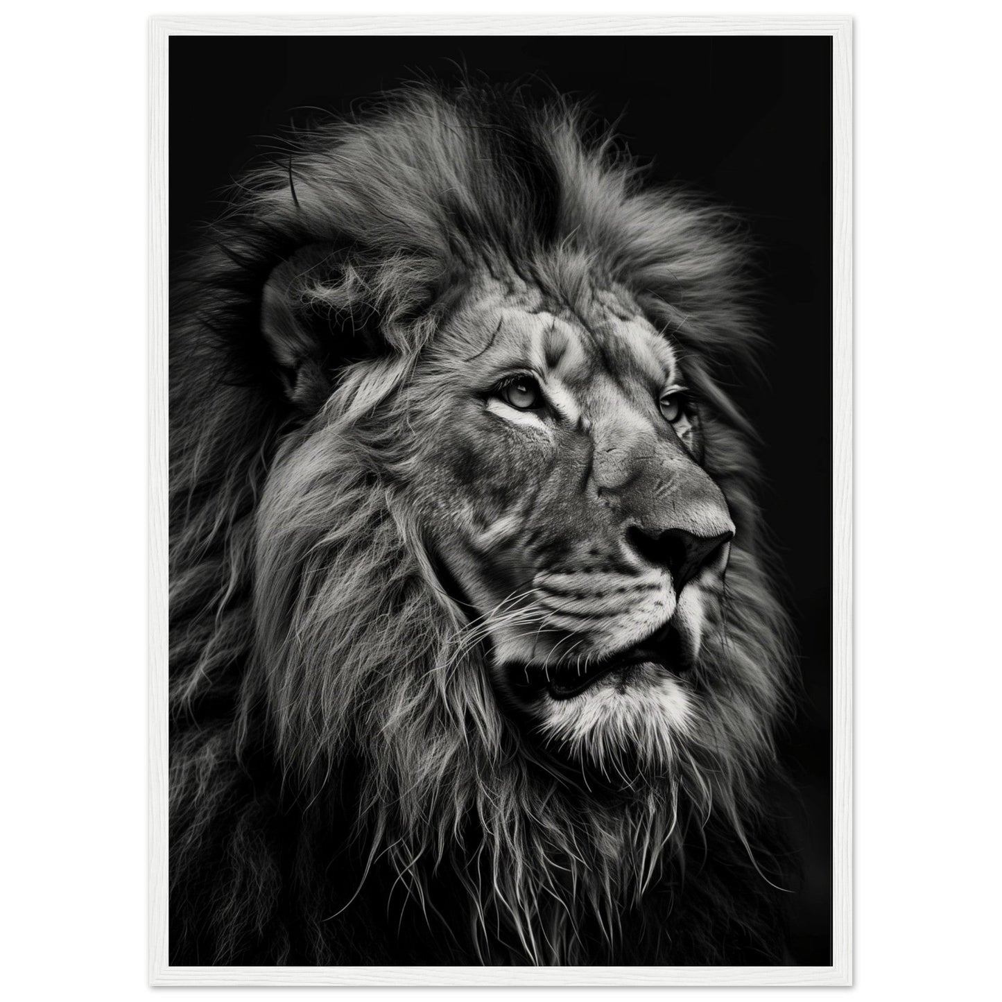 Poster Lion Noir et Blanc ( 50x70-cm-Bois-blanc)