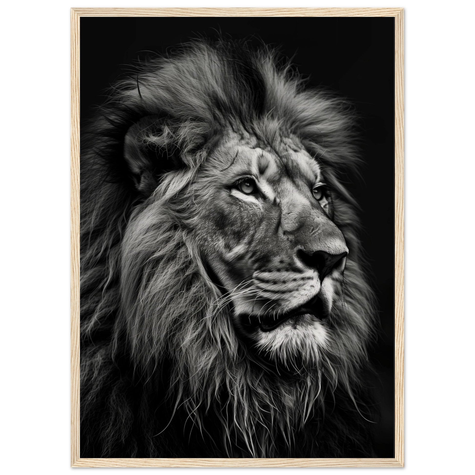 Poster Lion Noir et Blanc ( 50x70-cm-Bois-clair)