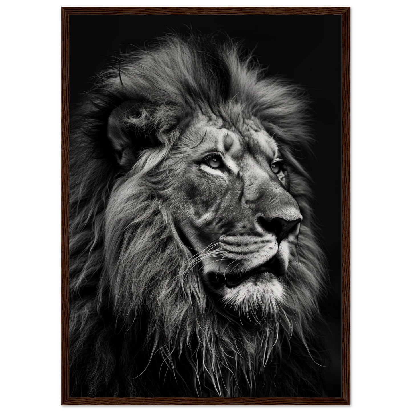 Poster Lion Noir et Blanc ( 50x70-cm-Bois-foncé)