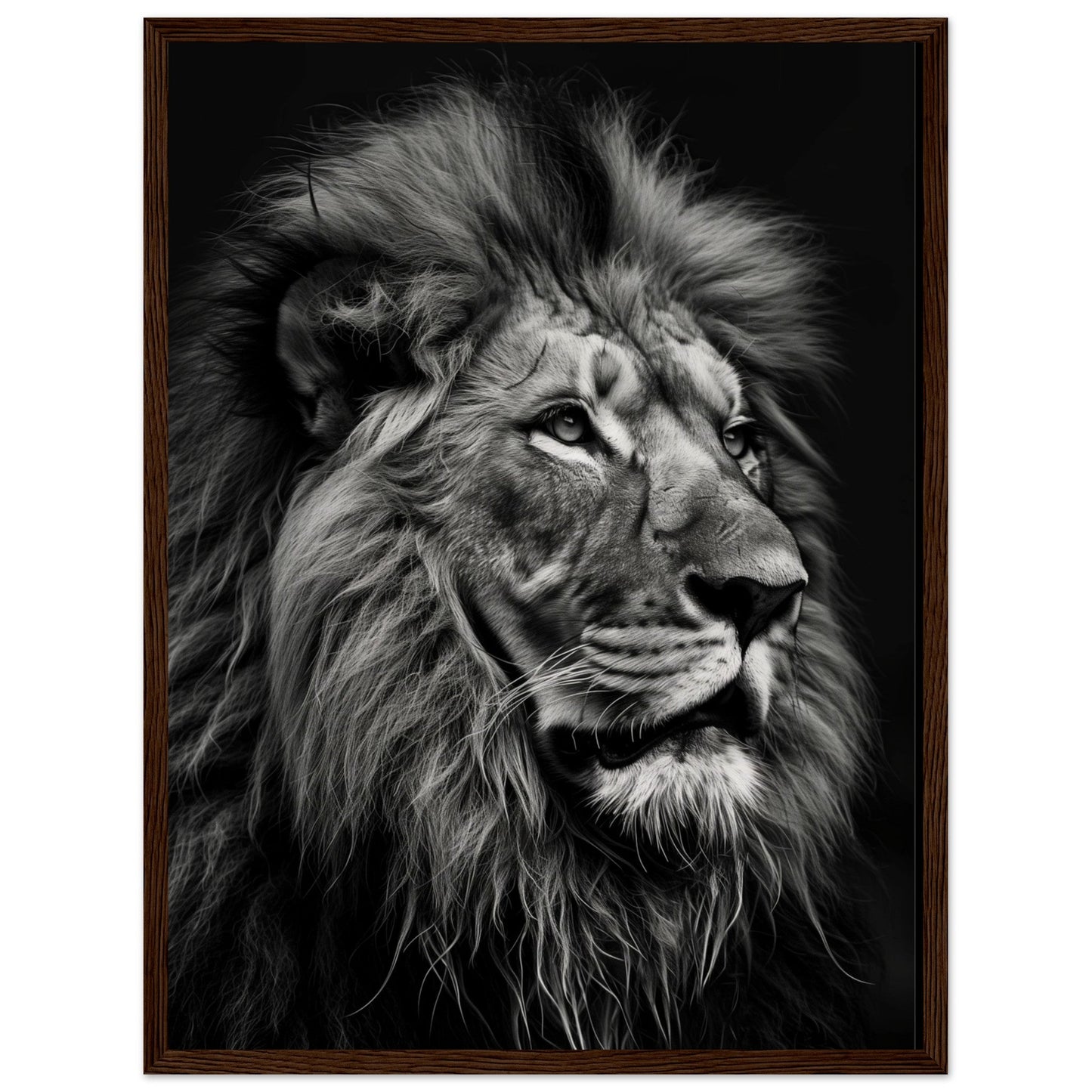 Poster Lion Noir et Blanc ( 45x60-cm-Bois-foncé)