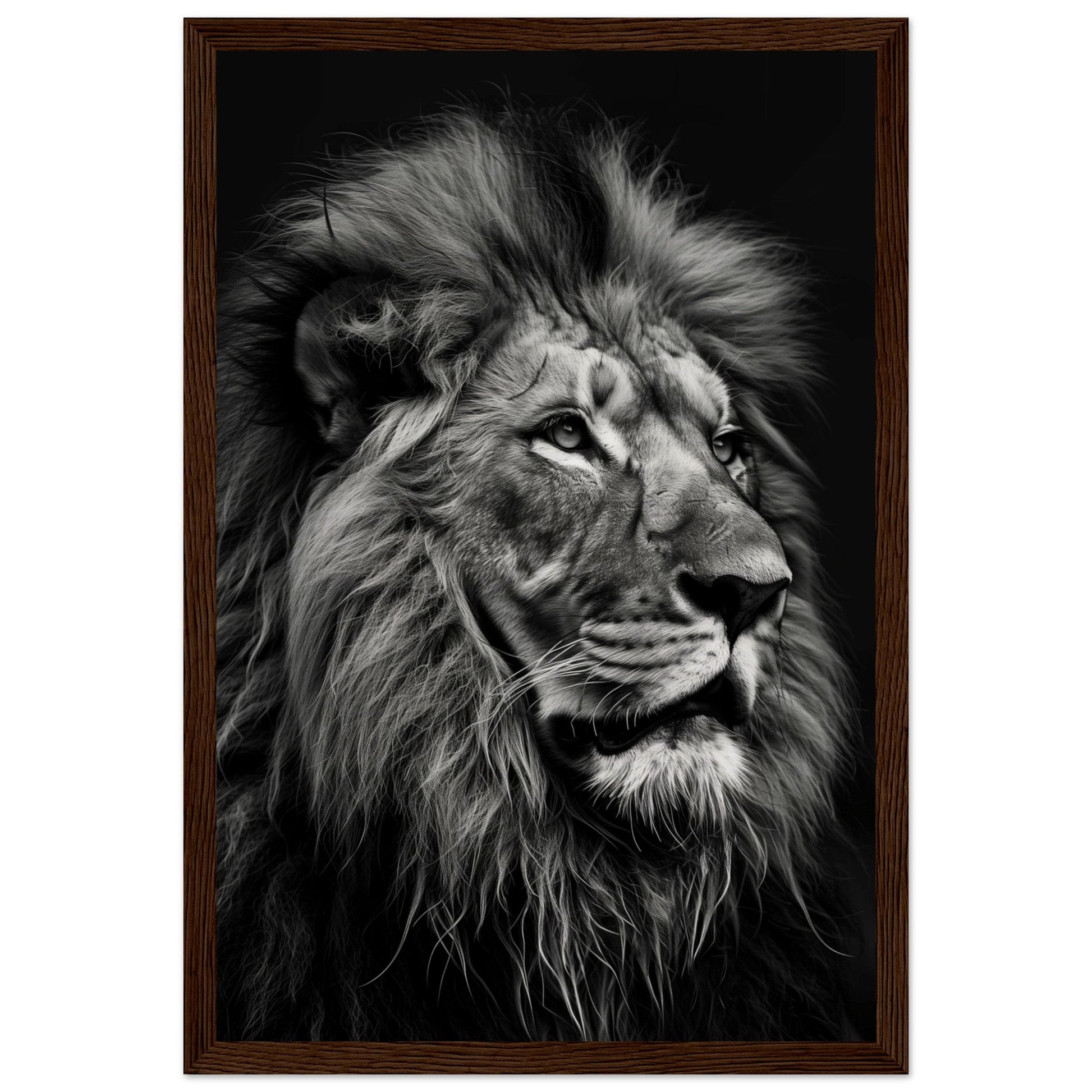 Poster Lion Noir et Blanc ( 30x45-cm-Bois-foncé)