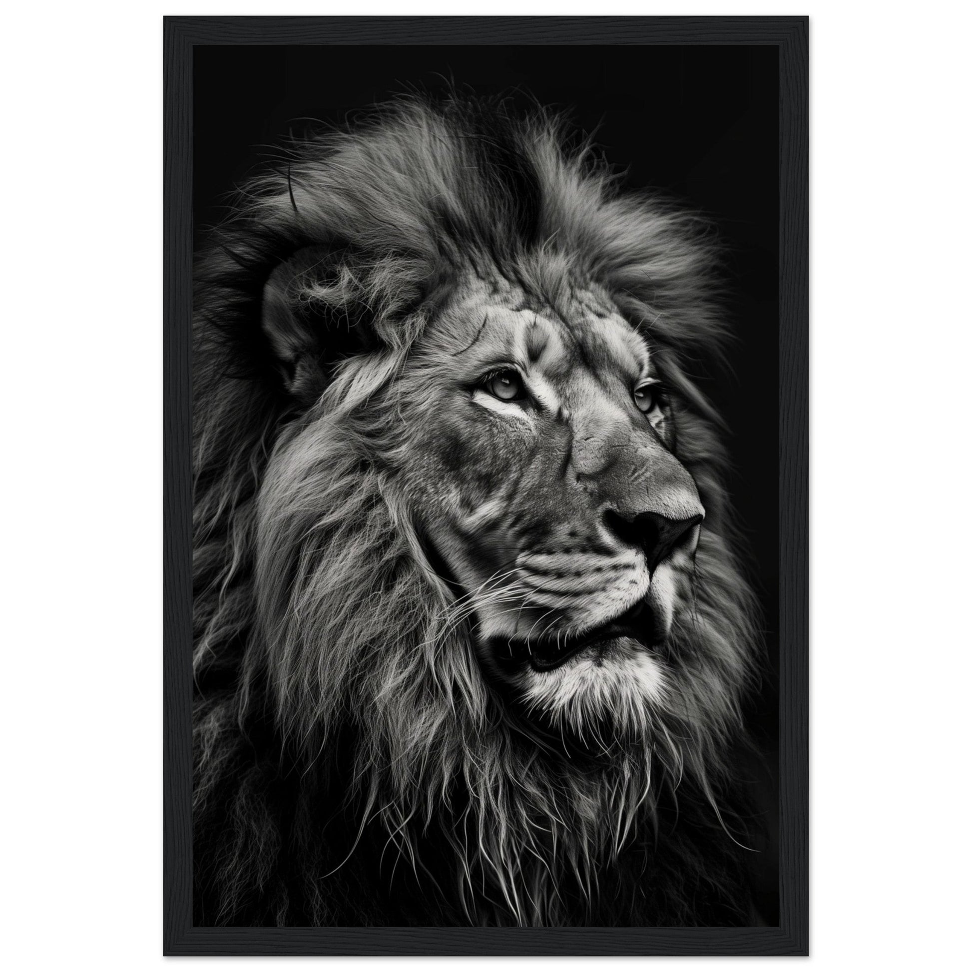 Poster Lion Noir et Blanc ( 30x45-cm-Bois-noir)