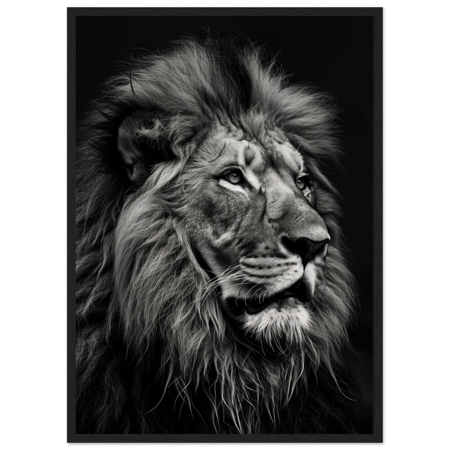 Poster Lion Noir et Blanc ( 50x70-cm-Bois-noir)