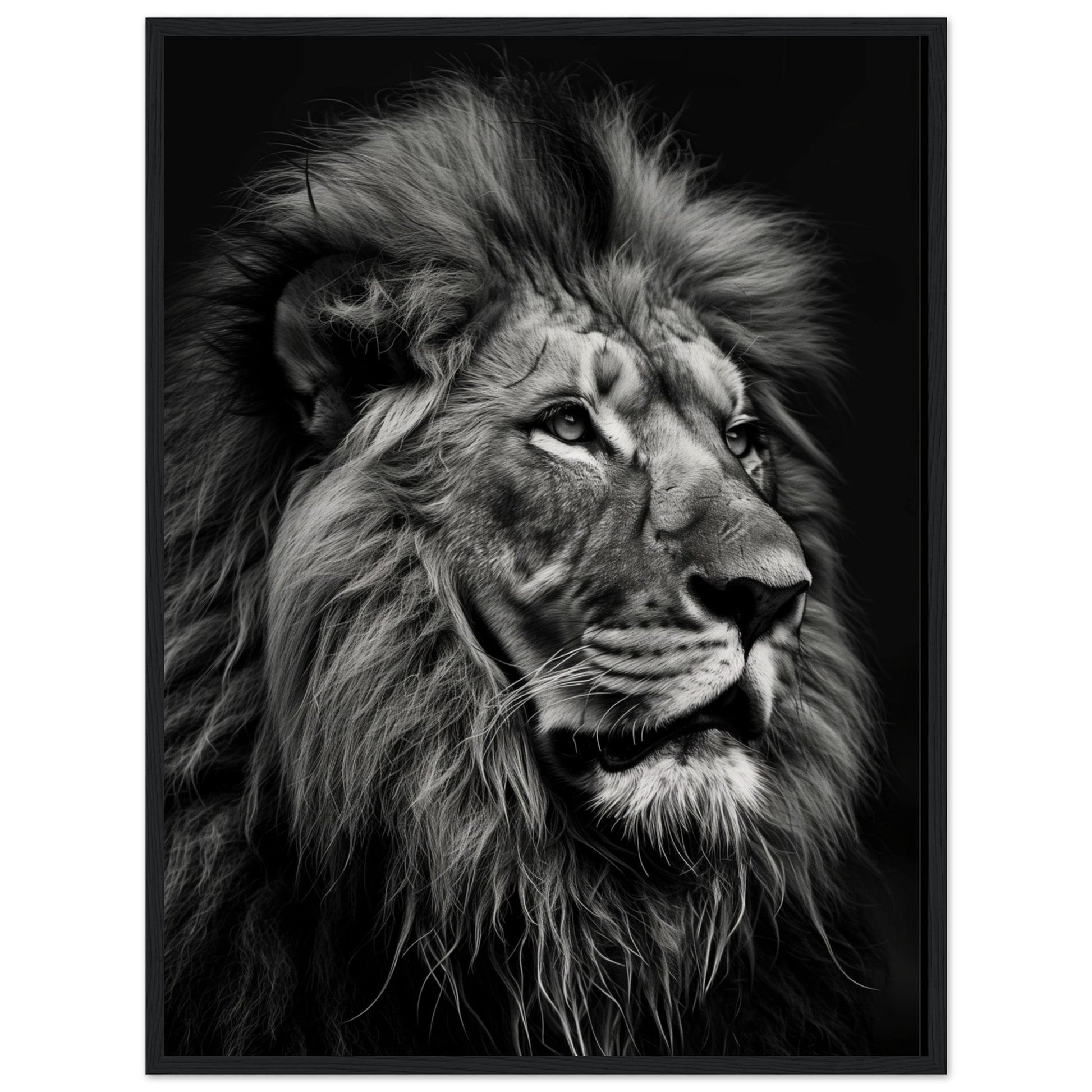 Poster Lion Noir et Blanc ( 60x80-cm-Bois-noir)