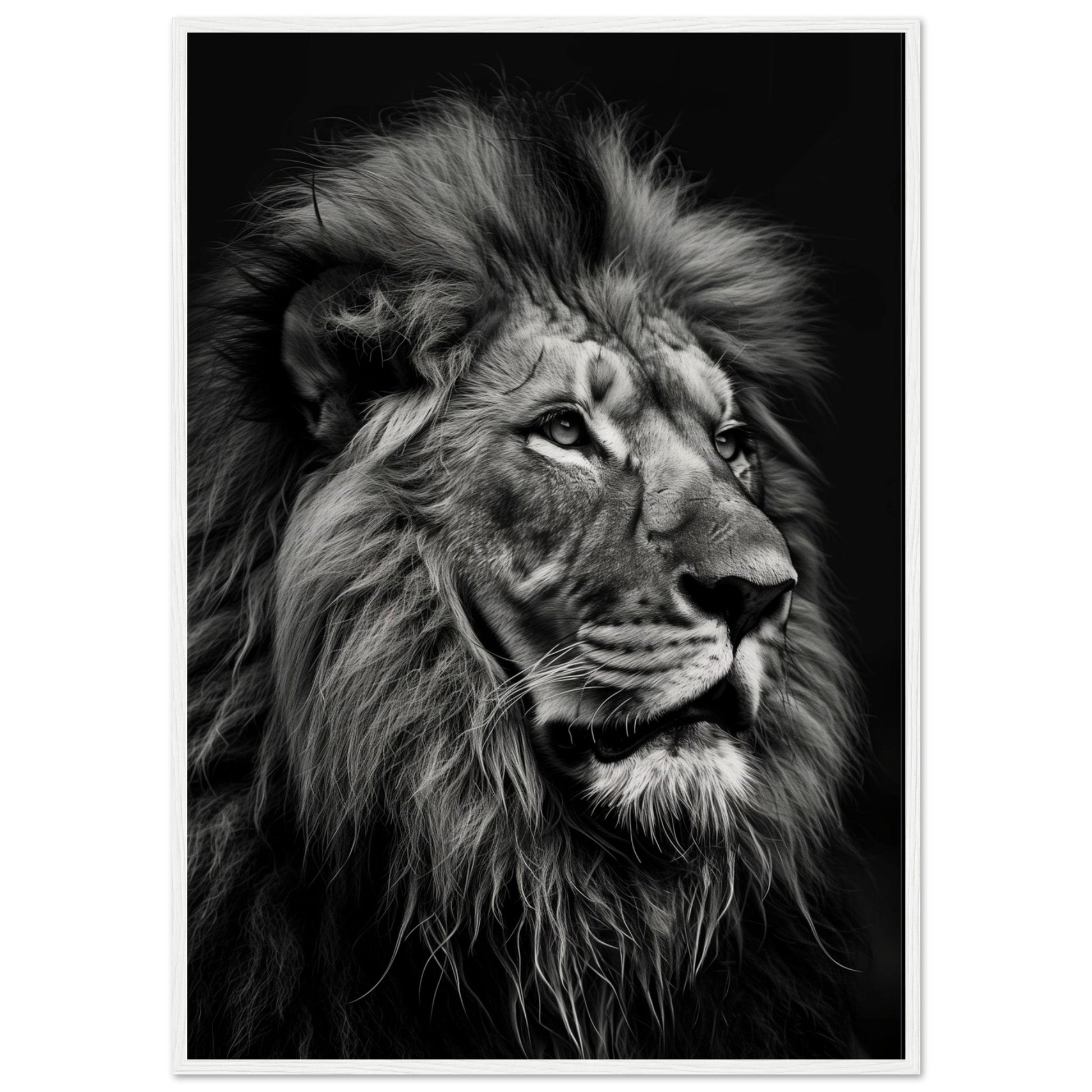 Poster Lion Noir et Blanc ( 70x100-cm-Bois-blanc)