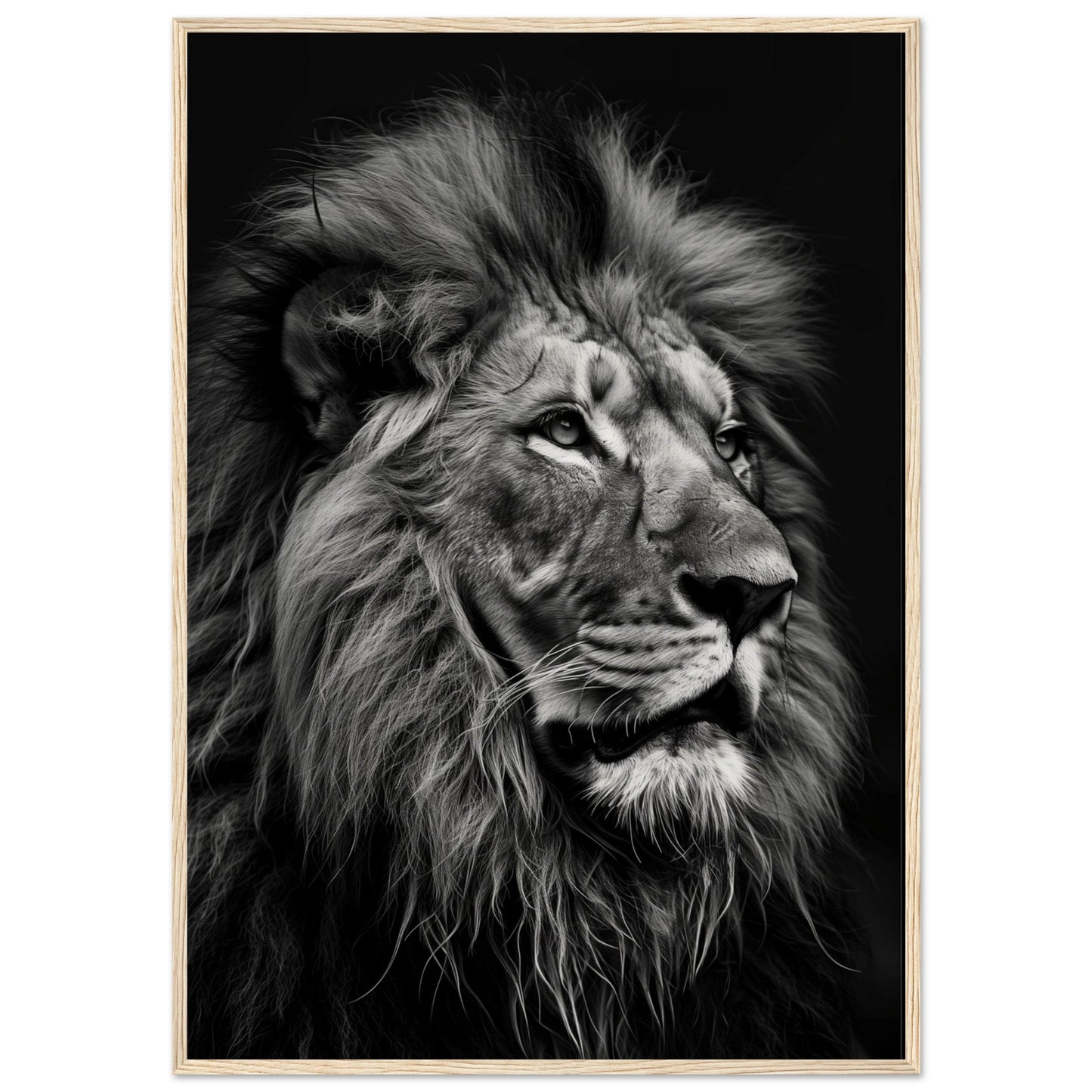 Poster Lion Noir et Blanc ( 70x100-cm-Bois-clair)