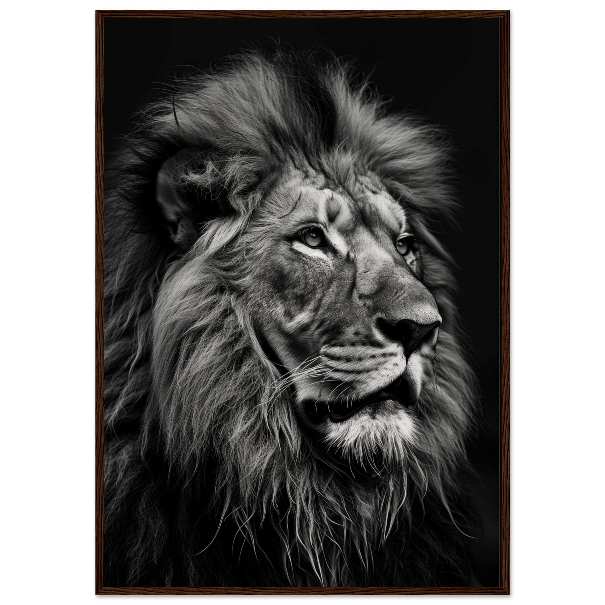 Poster Lion Noir et Blanc ( 70x100-cm-Bois-foncé)