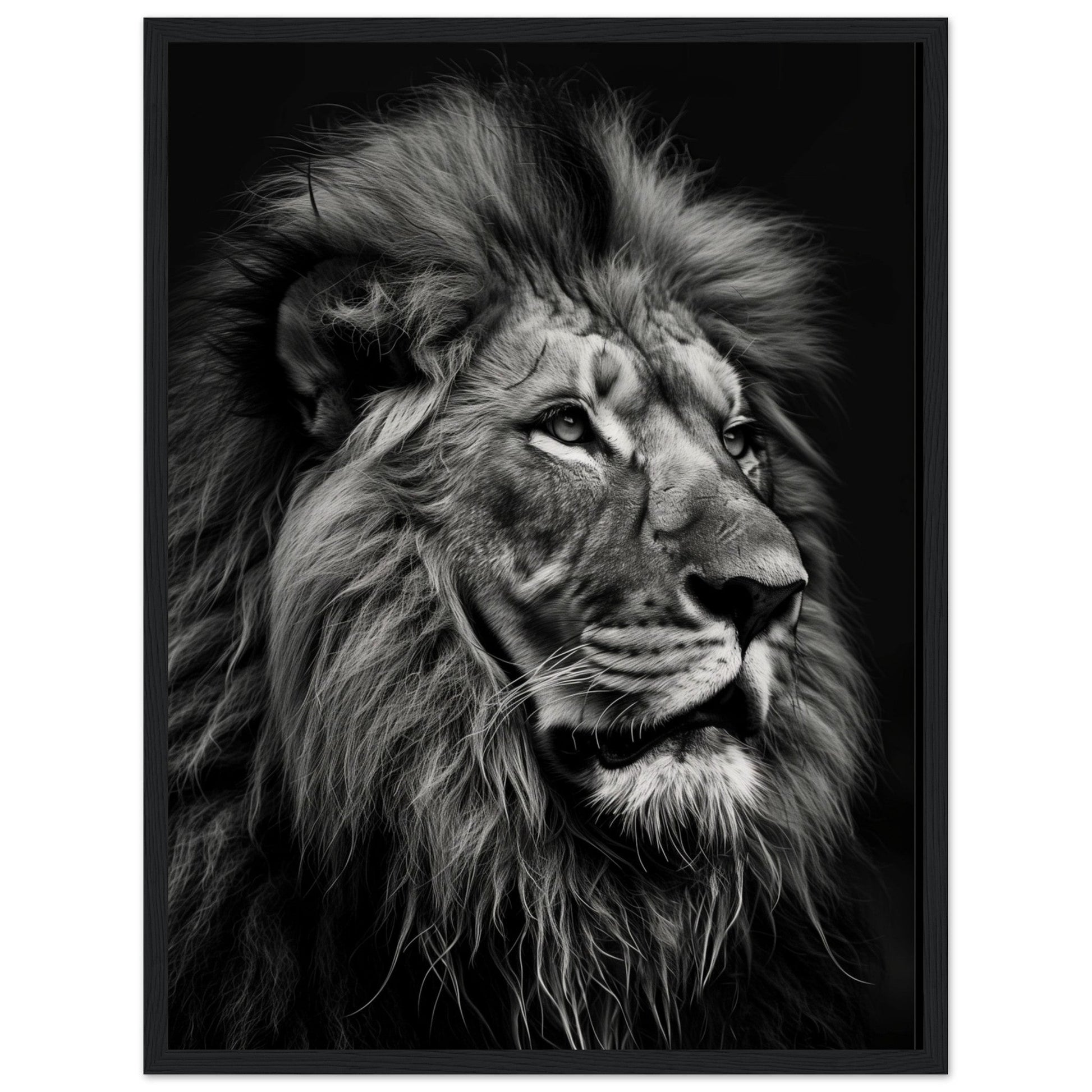 Poster Lion Noir et Blanc ( 45x60-cm-Bois-noir)