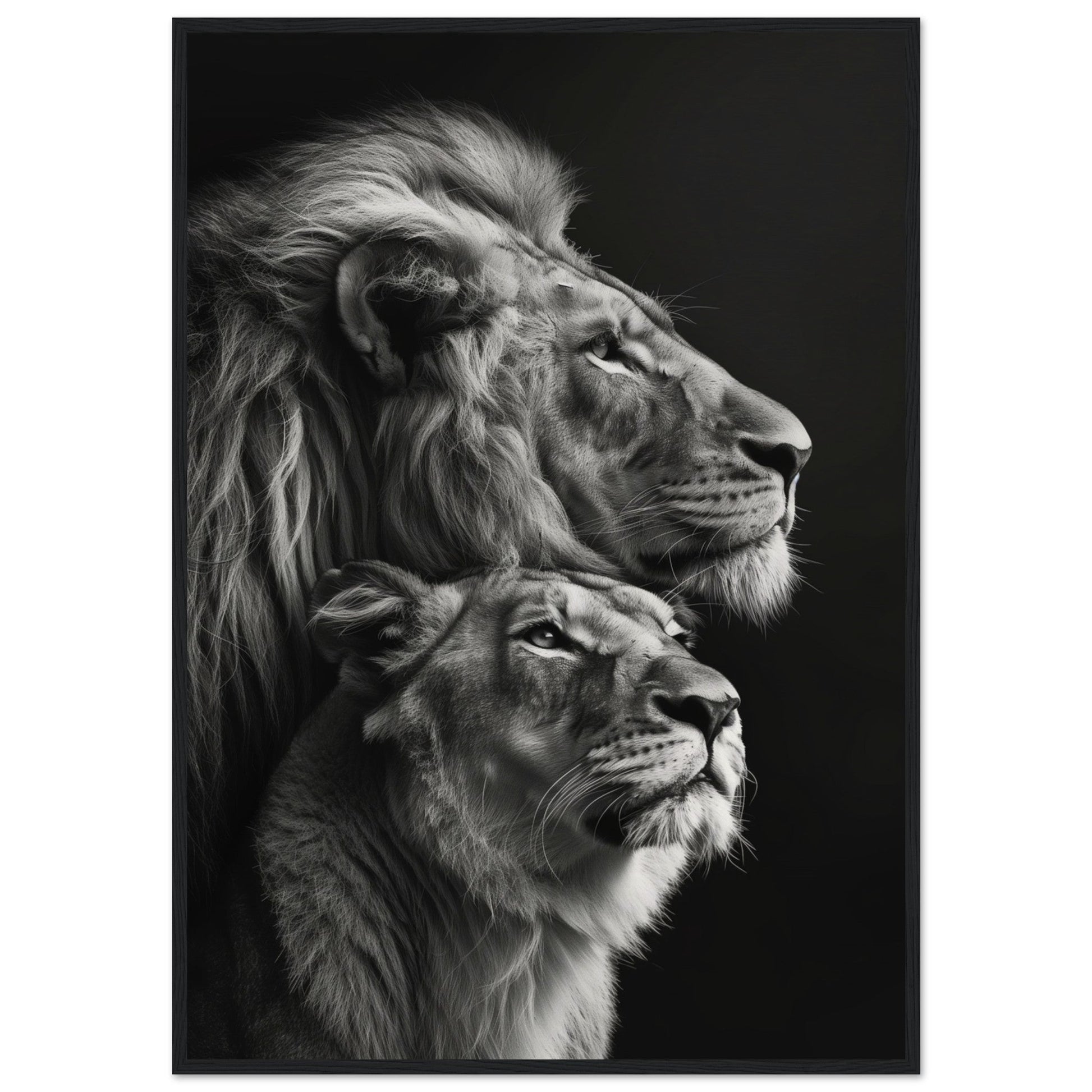 Poster Lion et Lionne Design ( 70x100-cm-Bois-noir)