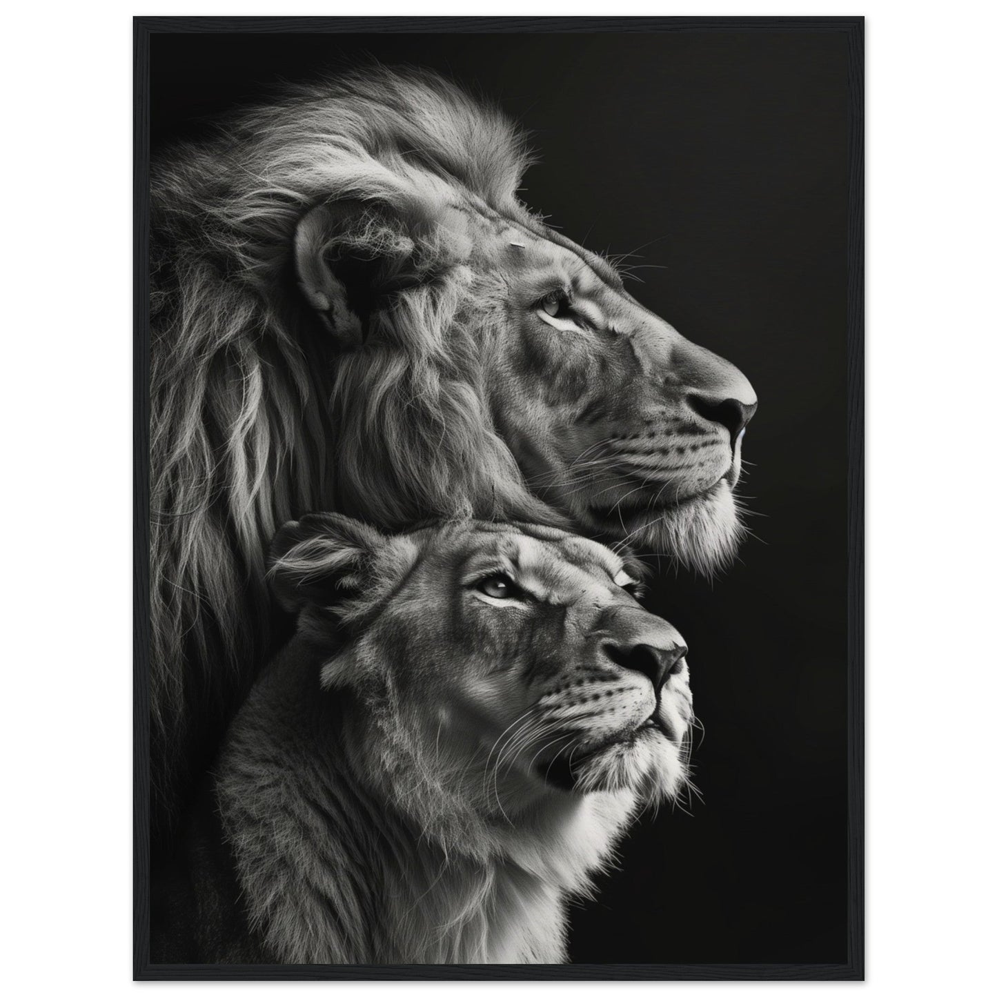 Poster Lion et Lionne Design ( 60x80-cm-Bois-noir)