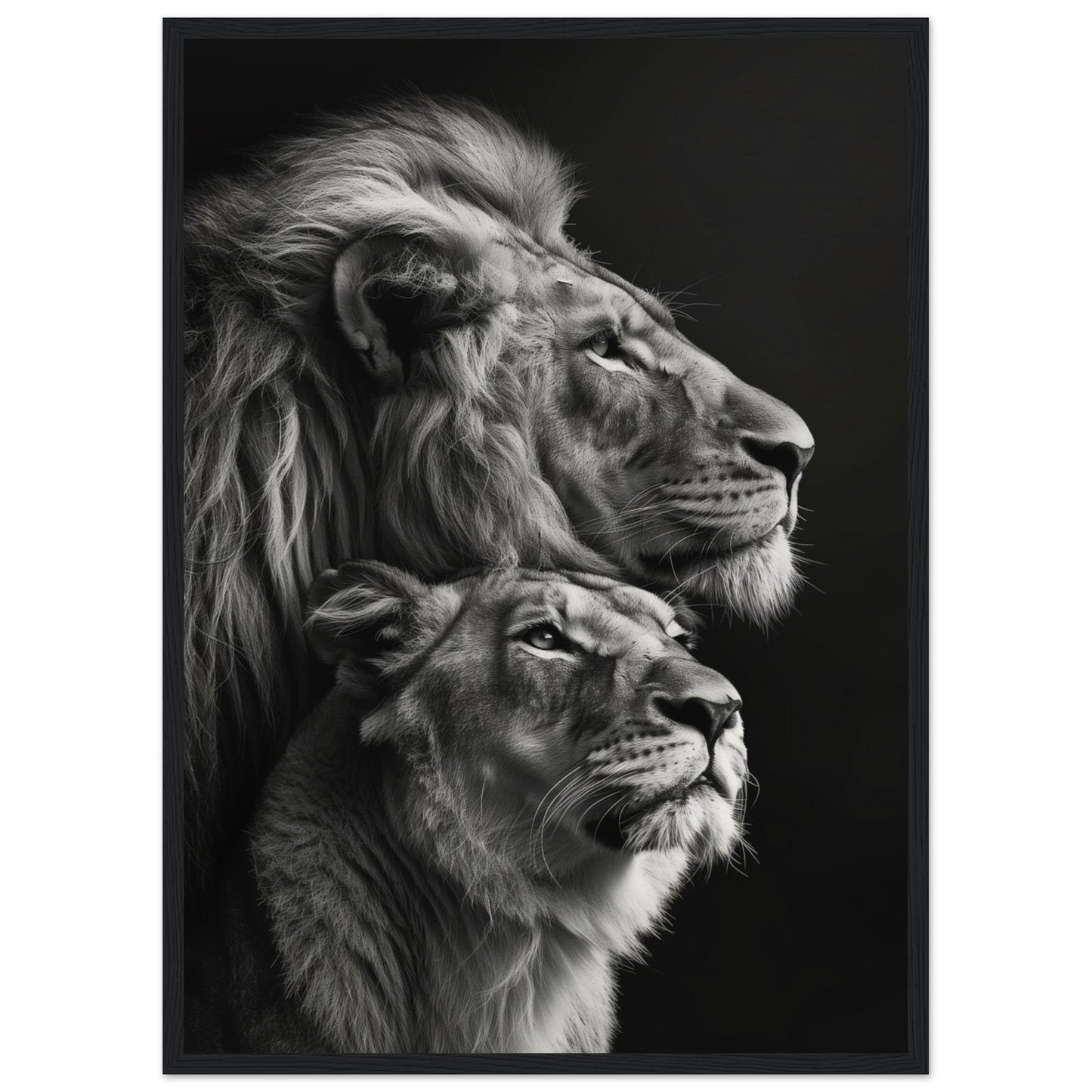 Poster Lion et Lionne Design ( 50x70-cm-Bois-noir)