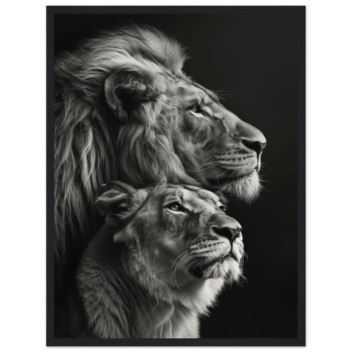 Poster Lion et Lionne Design ( 45x60-cm-Bois-noir)