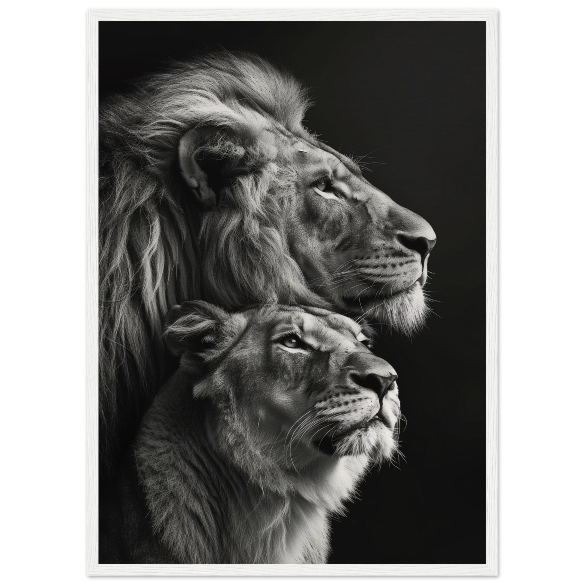 Poster Lion et Lionne Design ( 50x70-cm-Bois-blanc)