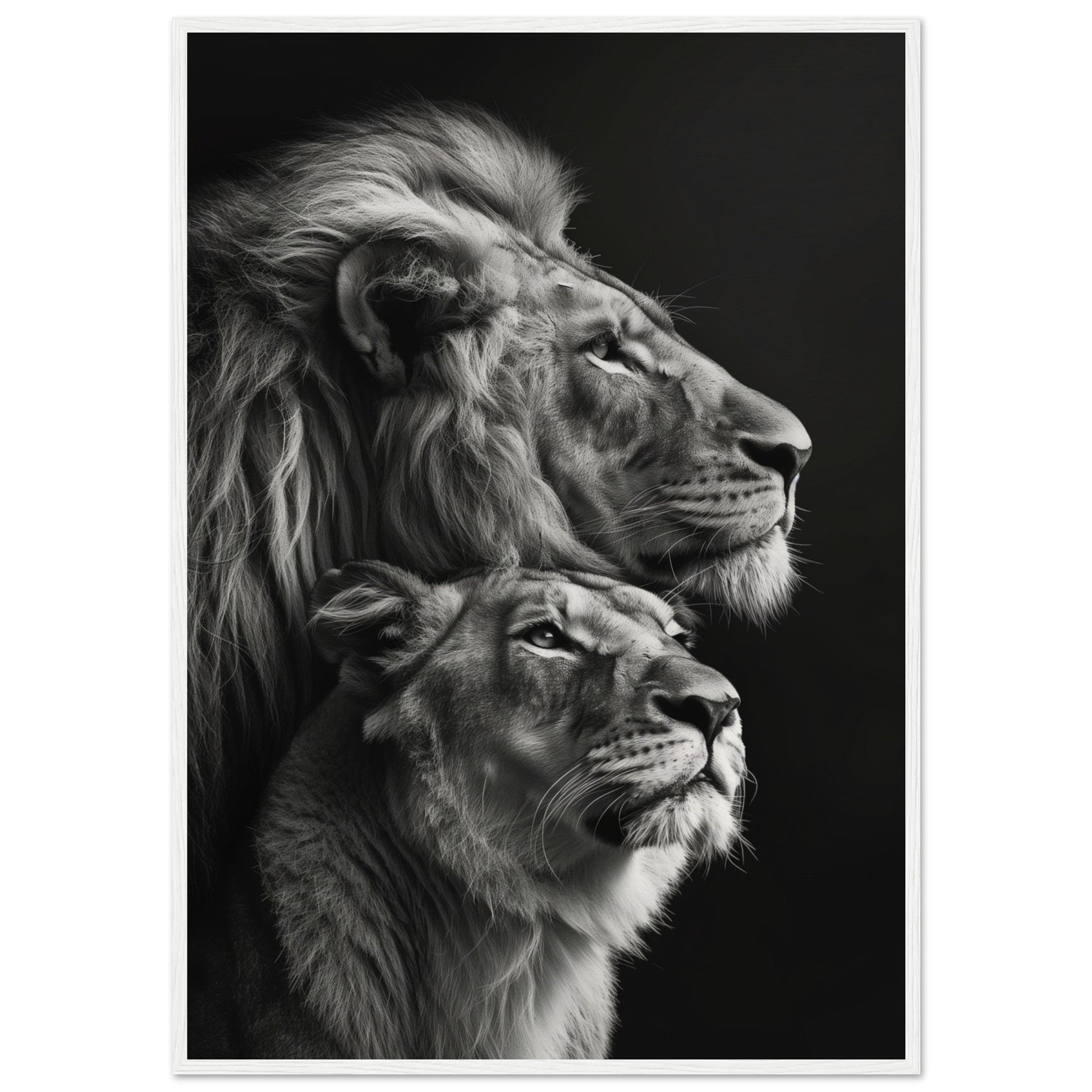 Poster Lion et Lionne Design ( 70x100-cm-Bois-blanc)