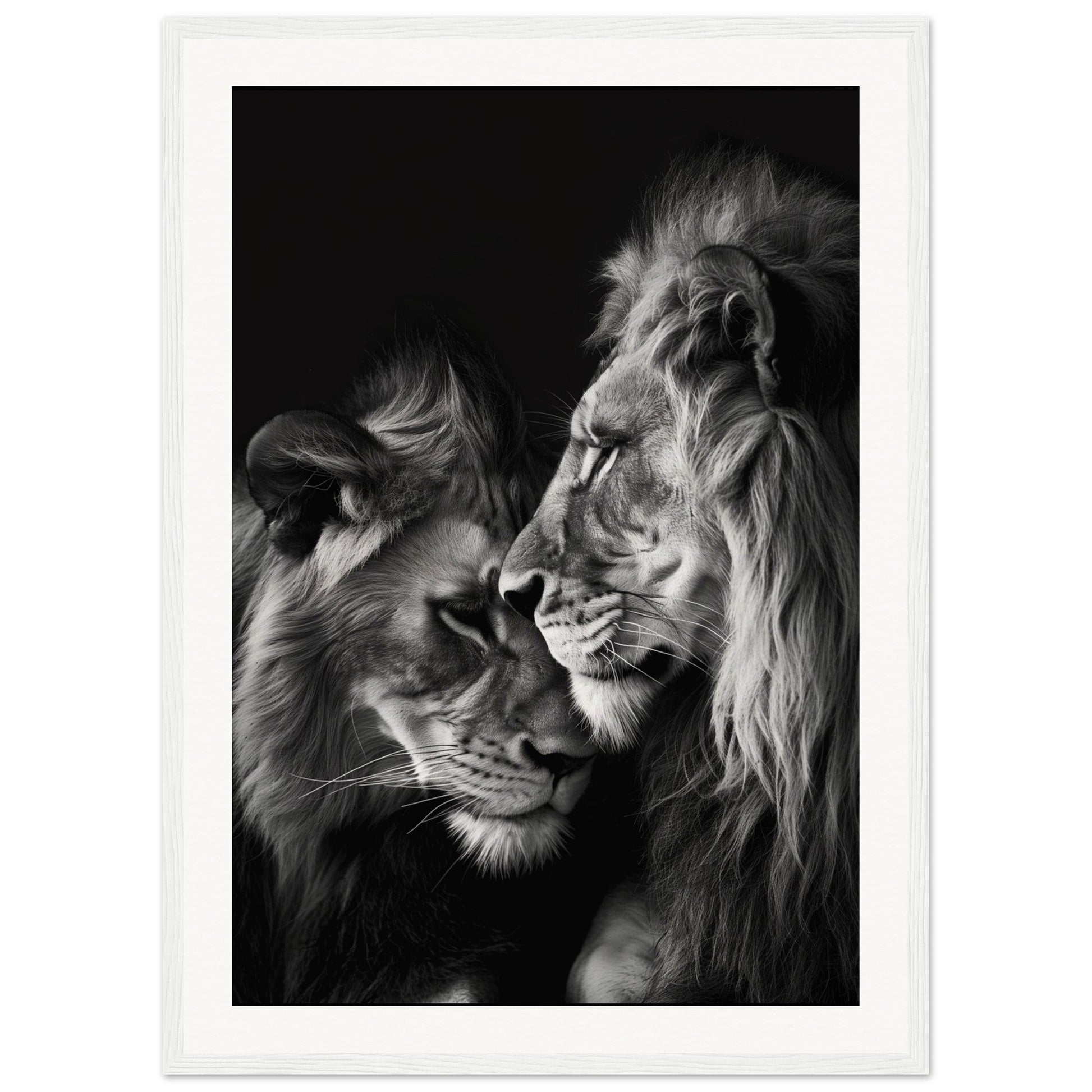 Poster Lion et Lionne Noir et Blanc ( 50x70-cm-Bois-blanc)