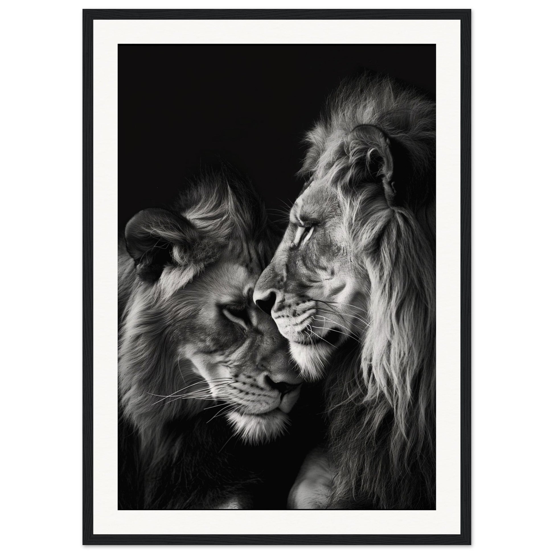 Poster Lion et Lionne Noir et Blanc ( 50x70-cm-Bois-noir)