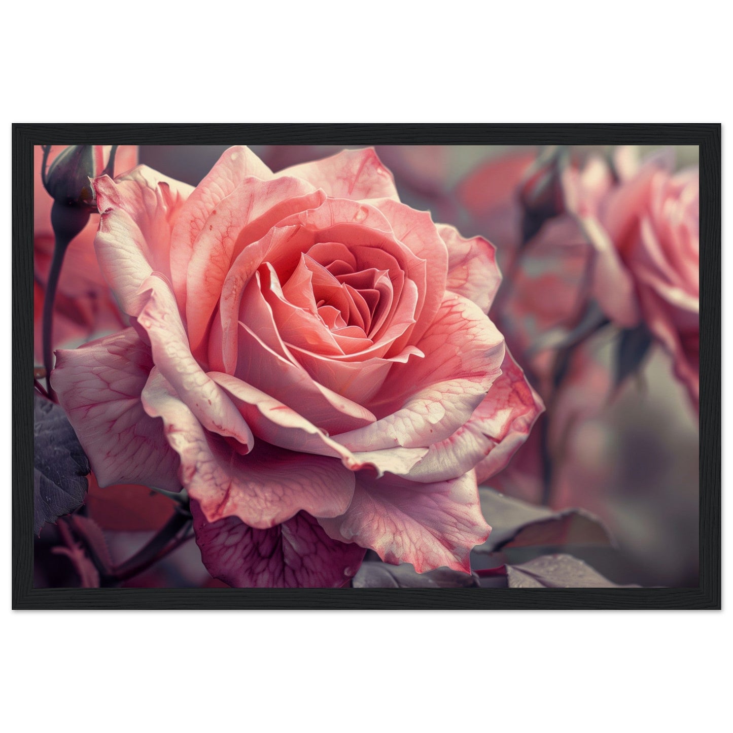 Poster Mural Rose ( 30x45-cm-Bois-noir)