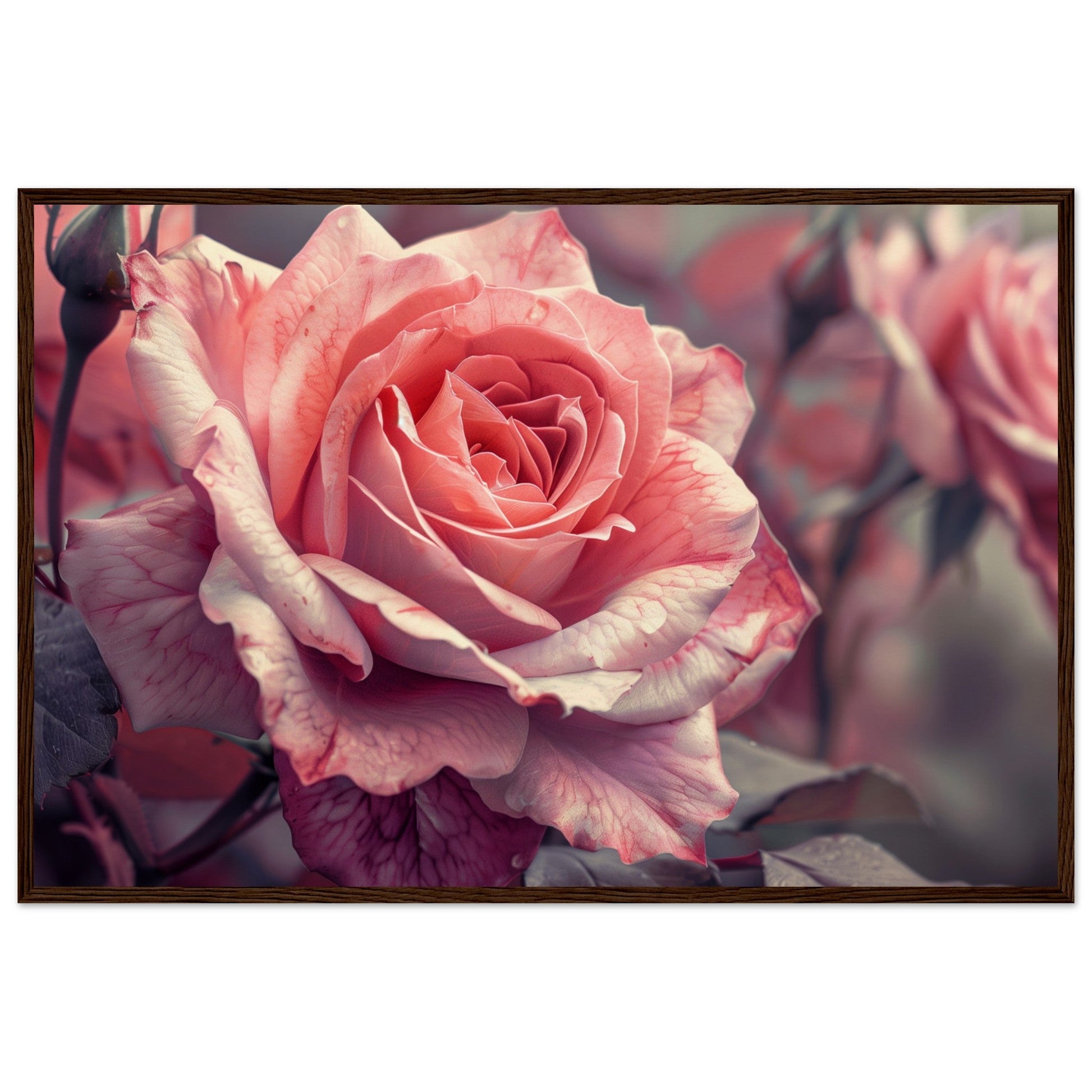 Poster Mural Rose ( 60x90-cm-Bois-foncé)