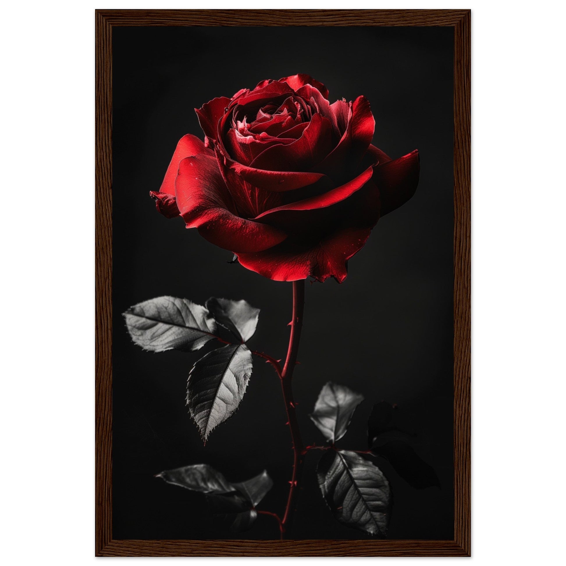 Poster Rose Rouge ( 30x45-cm-Bois-foncé)