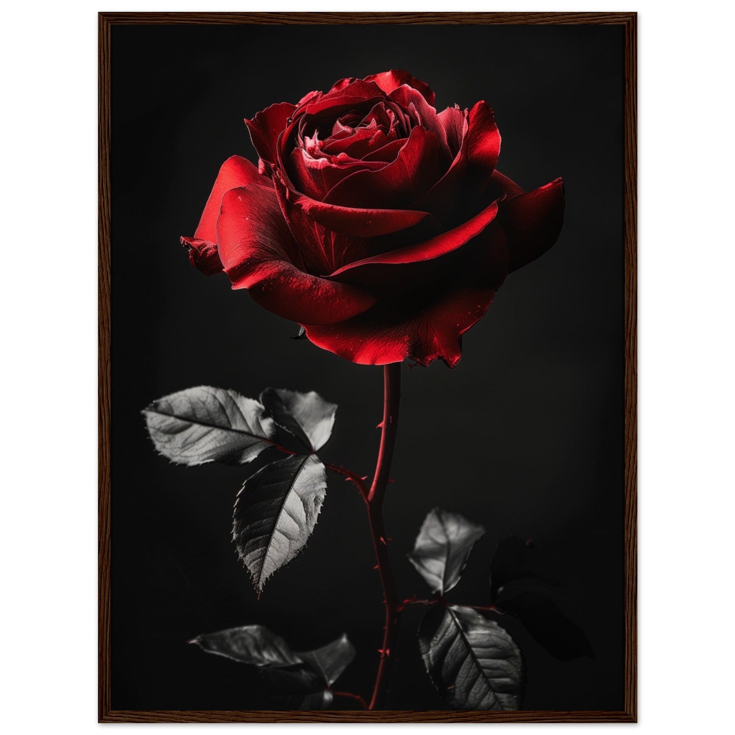 Poster Rose Rouge ( 60x80-cm-Bois-foncé)