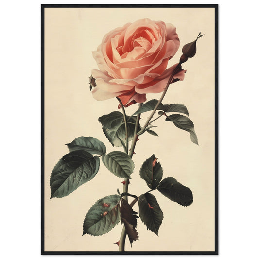 Poster Vintage Rose ( 70x100-cm-Bois-noir)