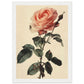 Poster Vintage Rose ( 21x29.7-cm-Bois-blanc)