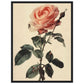 Poster Vintage Rose ( 45x60-cm-Bois-noir)