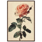 Poster Vintage Rose ( 60x90-cm-Bois-foncé)